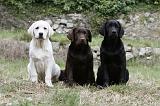 LABRADOR 868